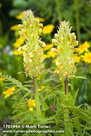 Pedicularis bracteosa