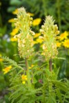 Towering Lousewort blossoms