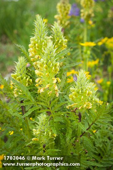 Pedicularis bracteosa