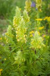 Towering Lousewort