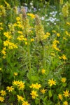 Towering Lousewort among Mountain Arnica