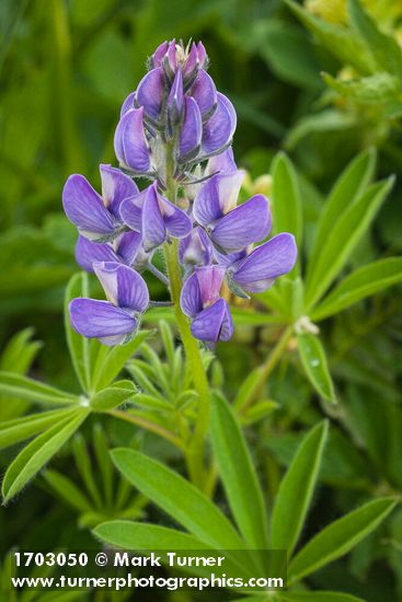 Lupinus latifolius