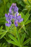 Broadleaf Lupine blossoms