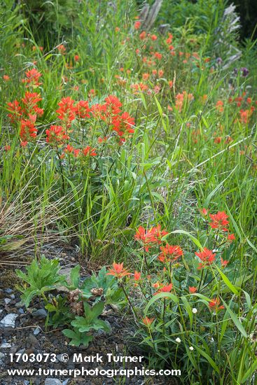 Castilleja miniata