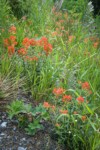 Giant Red Paintbrush