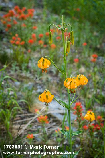 Lilium columbianum; Castilleja miniata