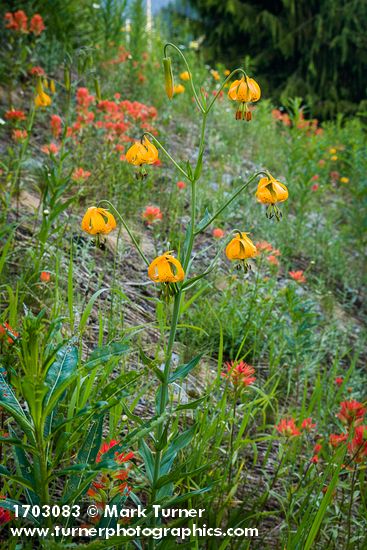 Lilium columbianum; Castilleja miniata