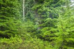 Mountain Hemlocks w/ Oval-leaf Huckleberries at base