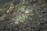 Arctic Aster on scree w/ Common False Locoweed