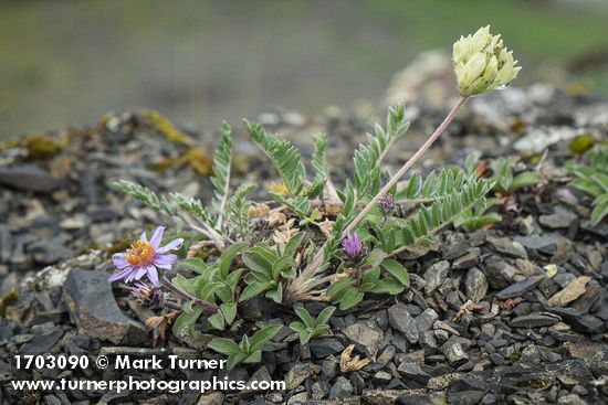 Aster sibiricus (Eurybia sibirica); Oxytropis campestris