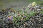 Arctic Aster on scree w/ Common False Locoweed