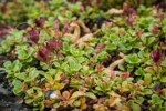 Davidson's Penstemon foliage & immature fruit