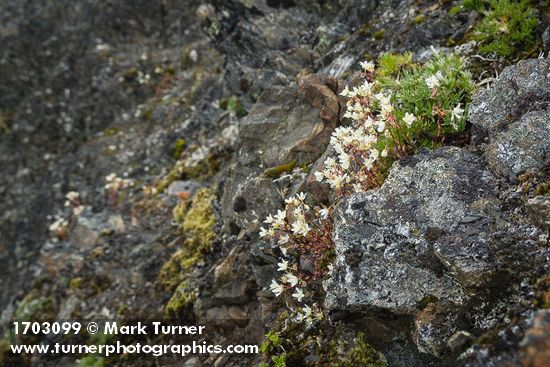 Saxifraga bronchialis