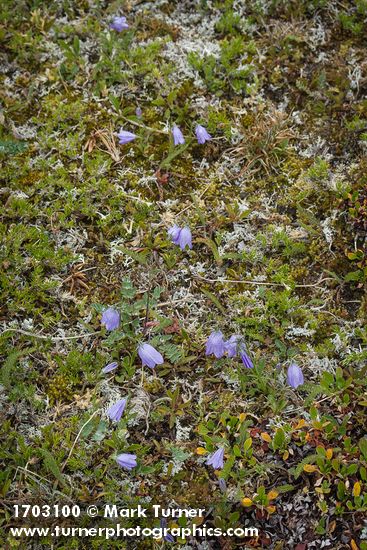 Campanula rotundifolia