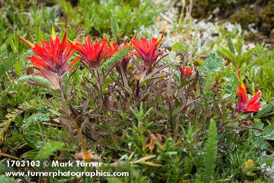 Castilleja rupicola