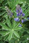 Broadleaf Lupine w/ raindrops on foliage