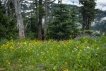 Mountain Arnica & Broadleaf Lupines w/ Subalpine Firs bkgnd