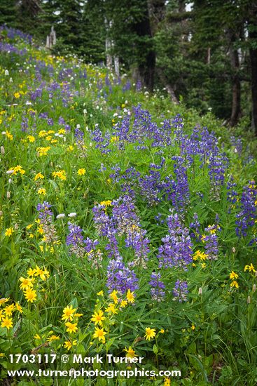 Lupinus latifolius; Arnica latifolia; Bistorta bistortoides