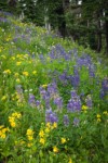 Broadleaf Lupines, Mountain Arnica, American Bistort