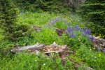 Broadleaf Lupines, Mountain Arnica among decaying logs & Subalpine Firs