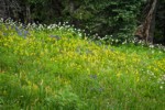 Towering Lousewort, Mountain Arnica, Broadleaf Lupines in meadow w/ Subalpine Firs bkgnd