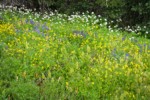 Towering Lousewort, Mountain Arnica, Broadleaf Lupines in meadow w/ Subalpine Firs bkgnd