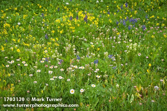 Erigeron glacialis; Lupinus latifolius; Castilleja parviflora var. albida; Arnica latifolia