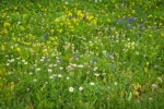 Wandering Daisies, Broadleaf Lupines, White Small-flowered Paintbrush, Mountain Arnica in meadow