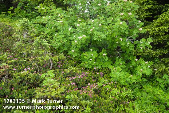 Sorbus sitchensis; Phyllodoce empetriformis