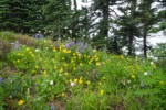 Mountain Arnica, Broadleaf Lupines, American Bistort, Sitka Valerian w/ Subalpine Firs bkgnd