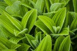 Green Corn Lily foliage w/ raindrops