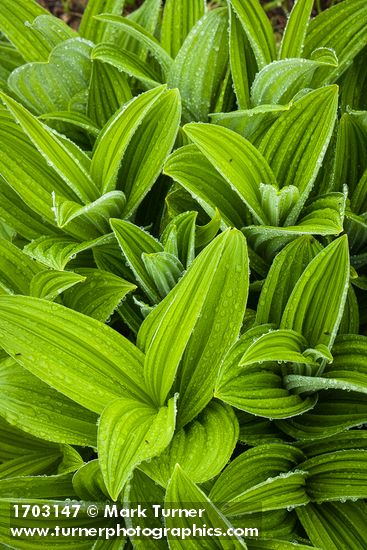 Veratrum viride