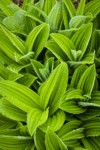 Green Corn Lily foliage w/ raindrops