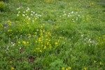 Mountain Arnica, Sitka Valerian, Wandering Daisies, Broadleaf Lupines in alpine meadow