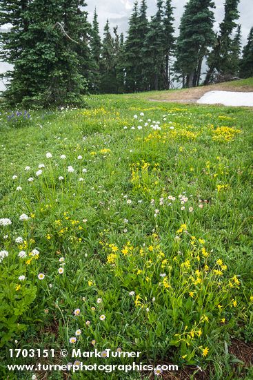 Arnica latifolia; Valeriana sitchensis; Erigeron glacialis