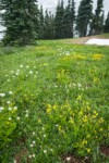 Mountain Arnica, Sitka Valerian, Wandering Daisies in alpine meadow