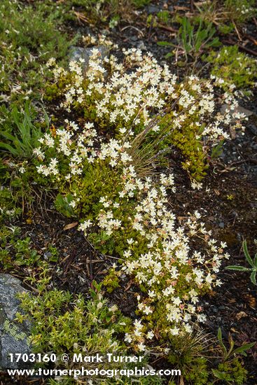 Saxifraga bronchialis