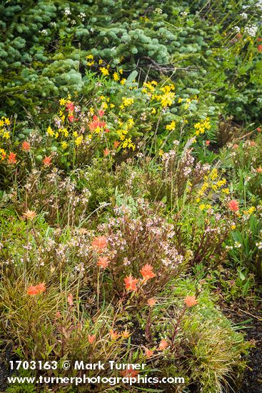 Castilleja miniata; Pedicularis racemosa; Arnica latifolia; Abies lasiocarpa