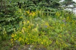 Mountain Arnica, Towering Lousewort, Broadleaf Lupines at base of Subalpine Fir