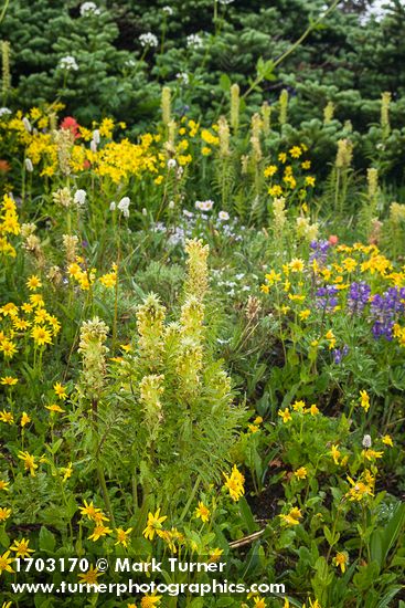 Pedicularis bracteosa; Arnica latifolia; Lupinus latifolius; Abies lasiocarpa