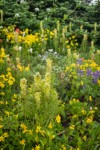 Towering Lousewort among Mountain Arnica w/ Broadleaf Lupines, Subalpine Fir soft bkgnd