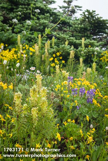 Pedicularis bracteosa; Arnica latifolia; Lupinus latifolius; Abies lasiocarpa