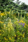 Towering Lousewort among Mountain Arnica w/ Broadleaf Lupines, Subalpine Fir soft bkgnd