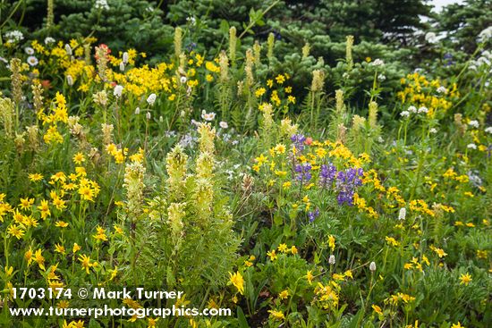 Pedicularis bracteosa; Arnica latifolia; Lupinus latifolius; Abies lasiocarpa