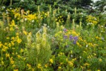 Towering Lousewort among Mountain Arnica w/ Broadleaf Lupines, Subalpine Fir soft bkgnd