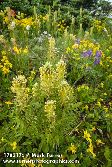 Pedicularis bracteosa; Arnica latifolia; Lupinus latifolius; Abies lasiocarpa