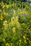 Towering Lousewort among Mountain Arnica w/ Broadleaf Lupines, Subalpine Fir soft bkgnd