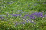 Broadleaf Lupines, American Bistort in meadow