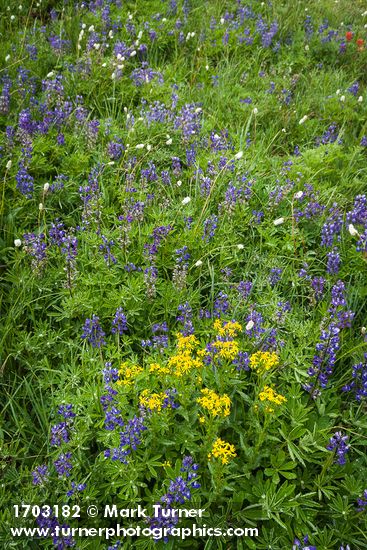 Senecio triangularis; Lupinus latifolius; Bistorta bistortoides