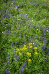 Arrowleaf Goundsel, Broadleaf Lupines, American Bistort in meadow